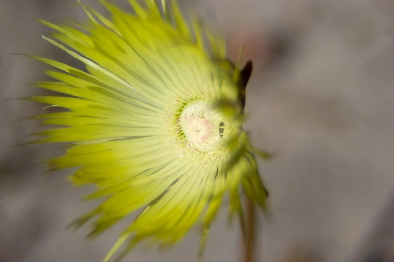 Apatesia pillansii