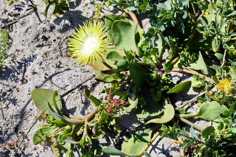 Apatesia pillansii photo 2