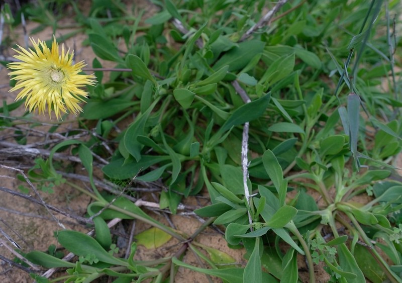 Apatesia pillansii photo 3