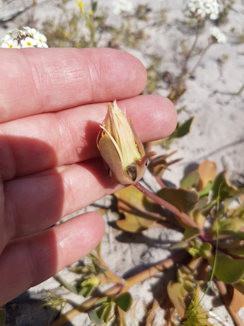 Apatesia pillansii photo 4