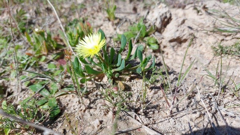 Apatesia pillansii photo 5