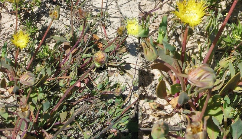 Apatesia pillansii photo 6