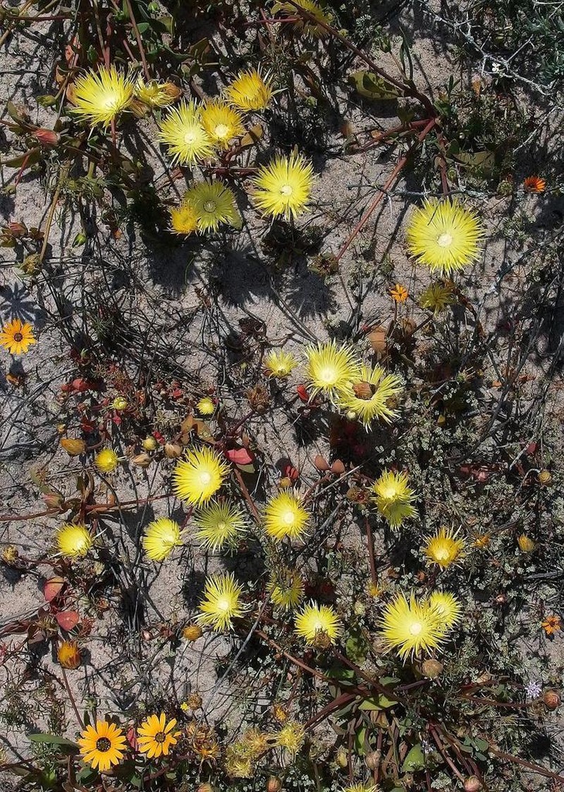 Apatesia pillansii photo 7