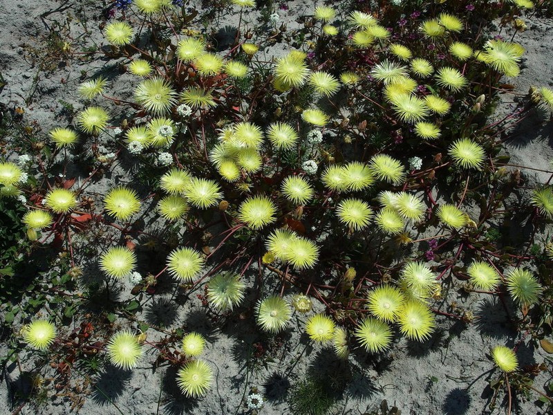 Apatesia pillansii photo 8