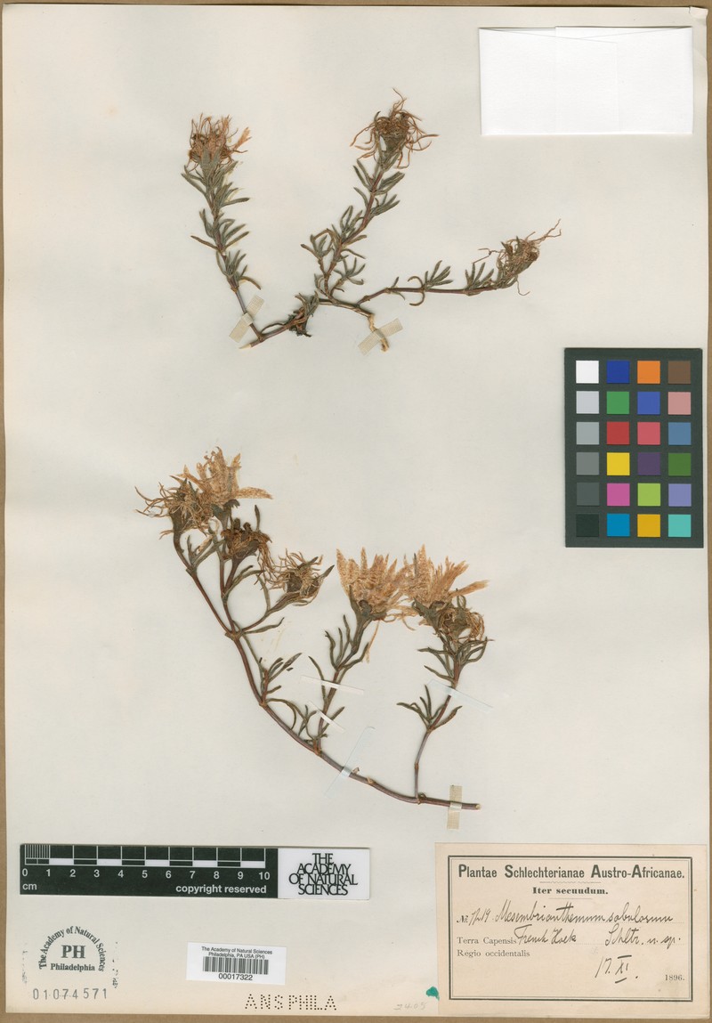 Apatesia sabulosa