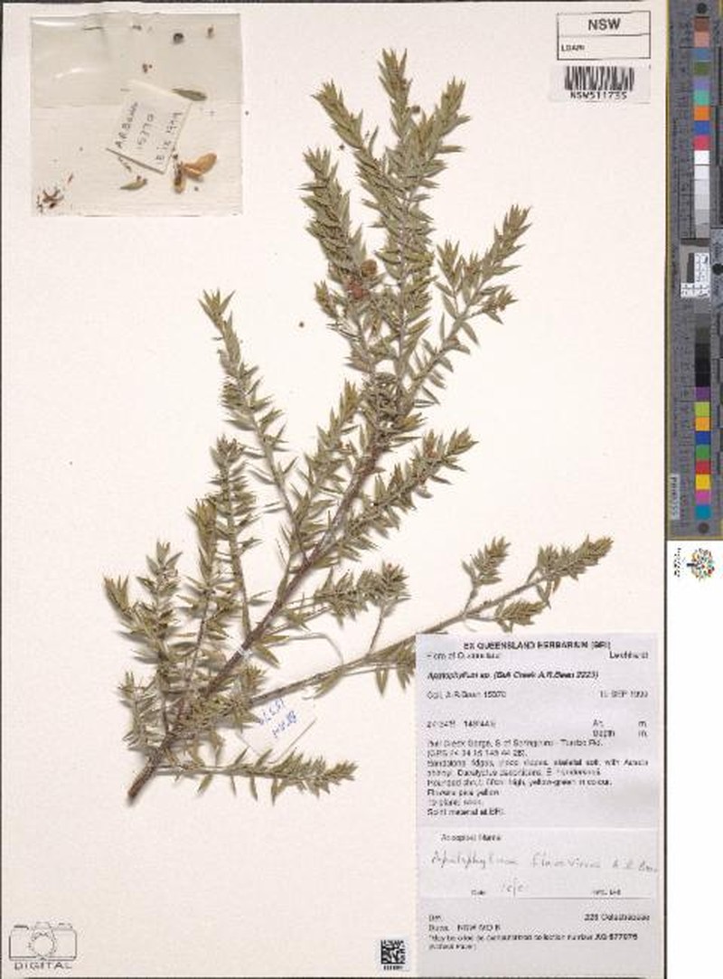 Apatophyllum flavovirens