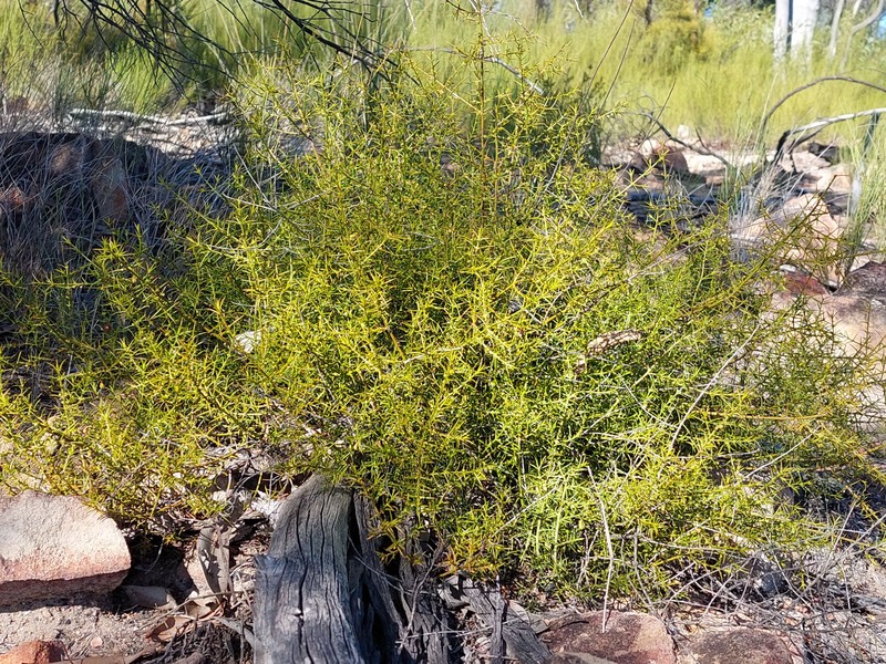 Apatophyllum teretifolium