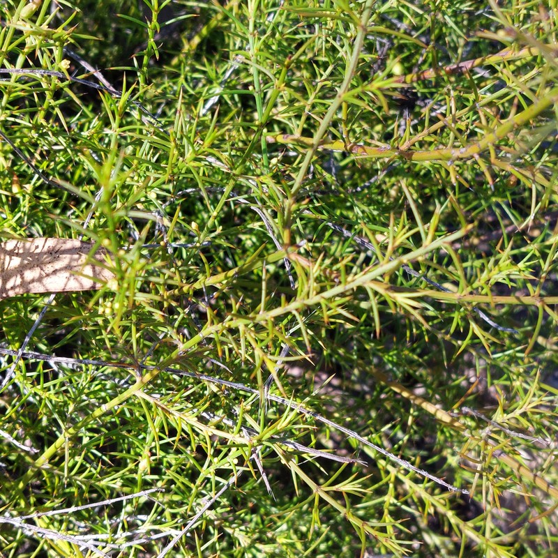 Apatophyllum teretifolium photo 2