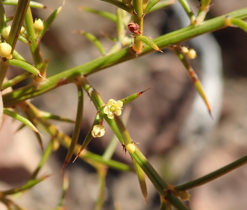 Apatophyllum teretifolium photo 3