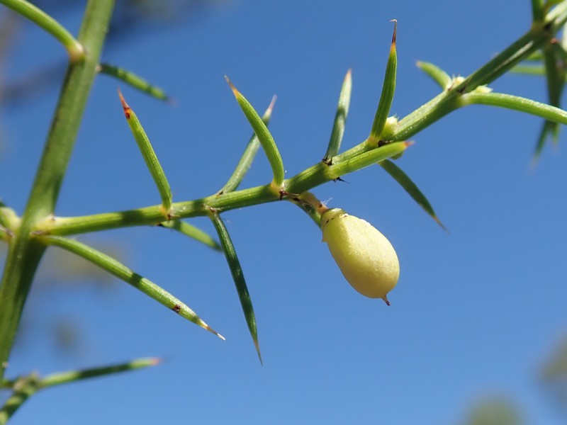 Apatophyllum teretifolium photo 4