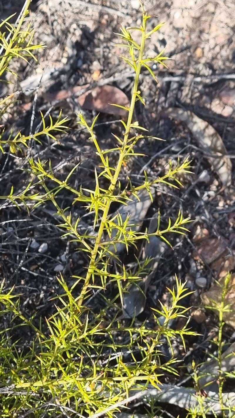 Apatophyllum teretifolium photo 6