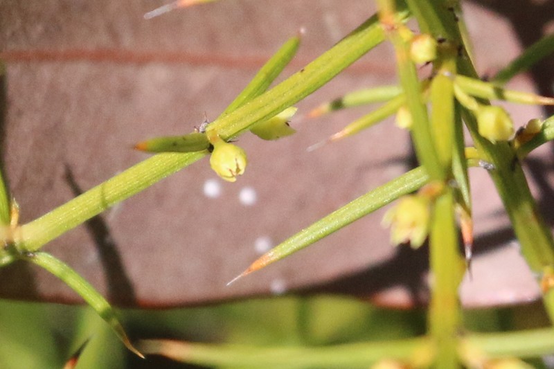 Apatophyllum teretifolium photo 7