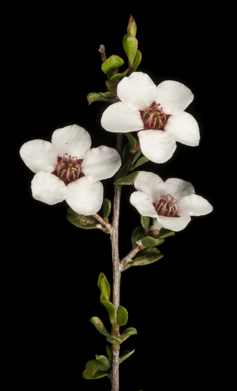 Apectospermum exsertum