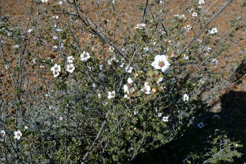 Apectospermum macgillivrayi