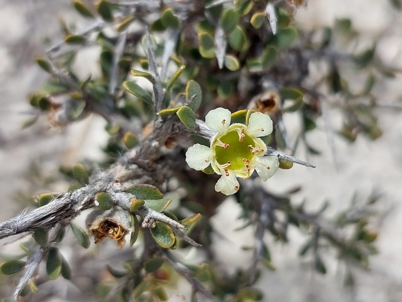 Apectospermum spinescens
