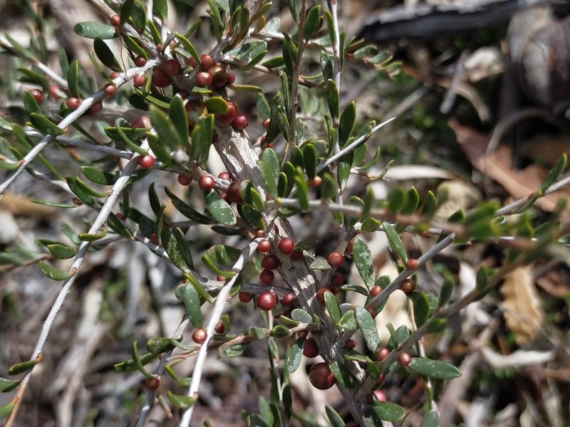 Apectospermum spinescens photo 2