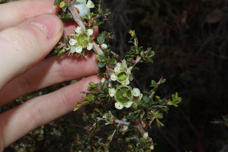 Apectospermum spinescens photo 3