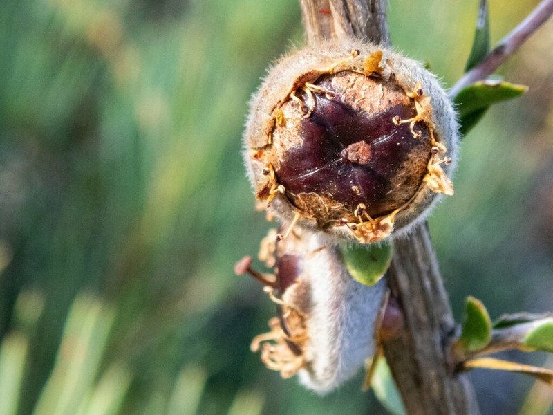 Apectospermum spinescens photo 4