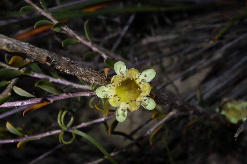 Apectospermum spinescens photo 5
