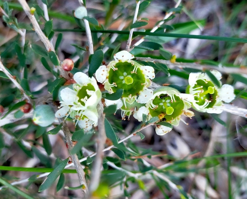 Apectospermum spinescens photo 6