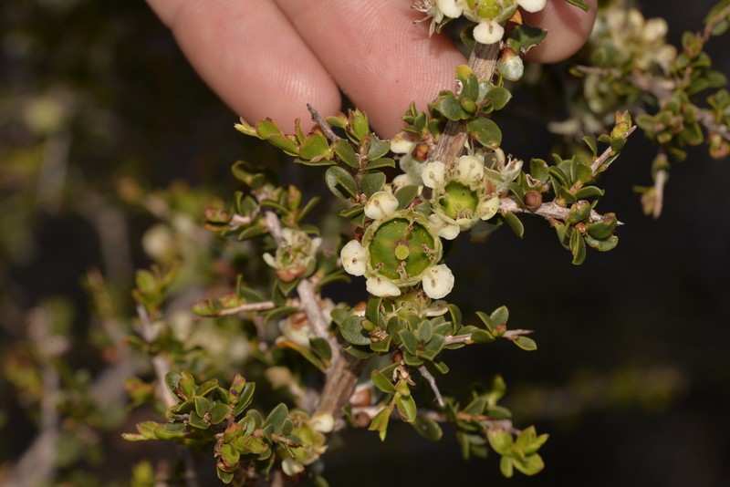 Apectospermum spinescens photo 7