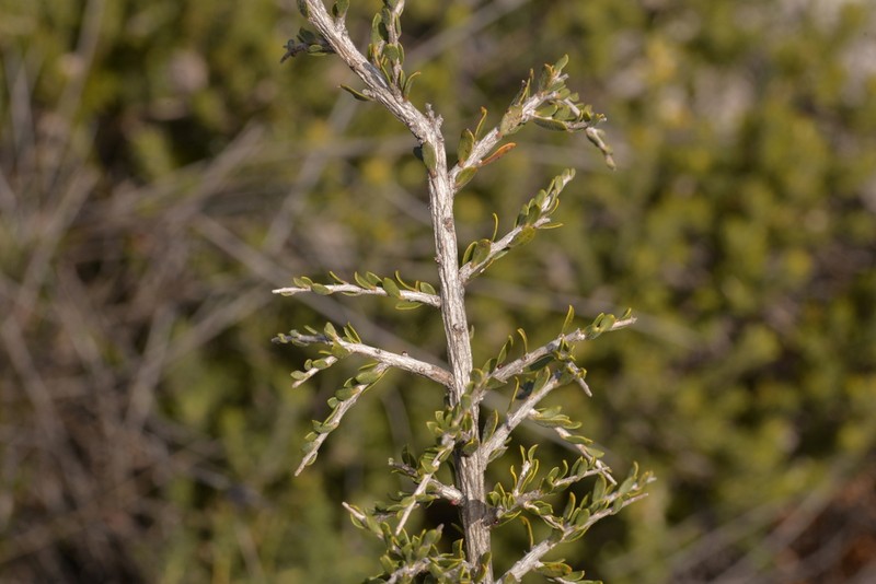 Apectospermum spinescens photo 8