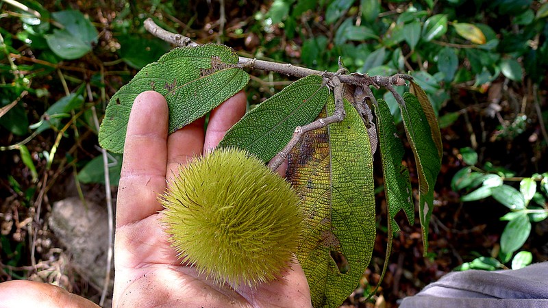 Apeiba albiflora