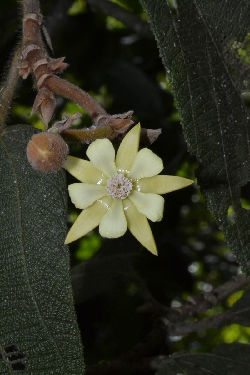 Apeiba albiflora photo 2
