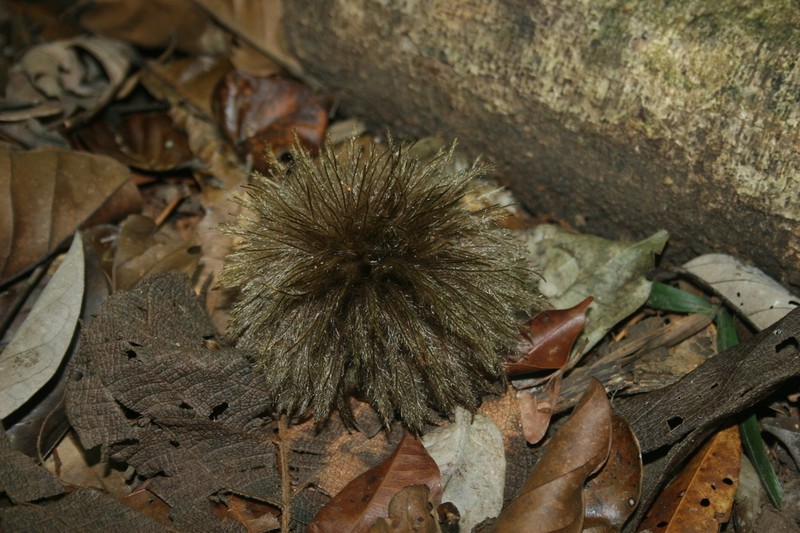 Apeiba albiflora photo 3