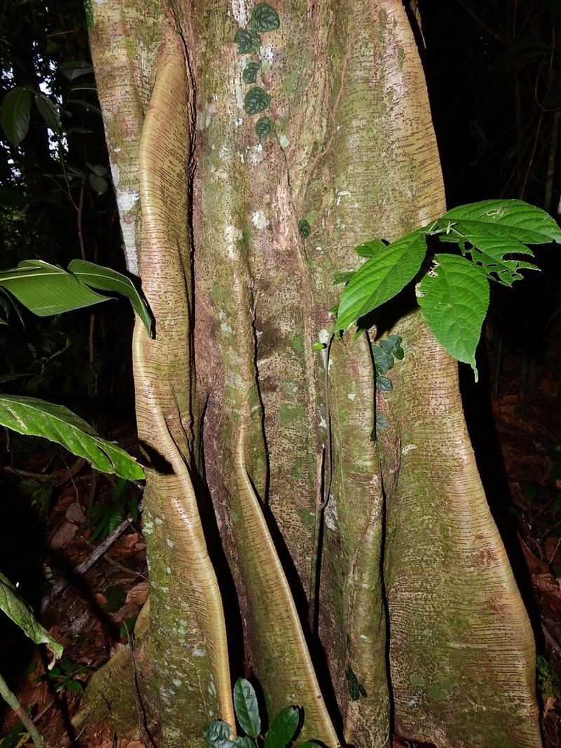 Apeiba albiflora photo 4