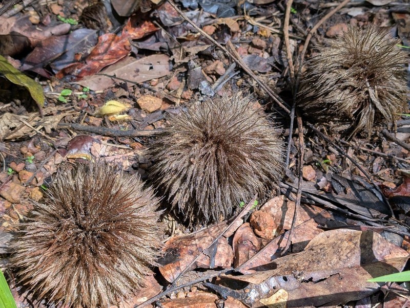 Apeiba albiflora photo 5