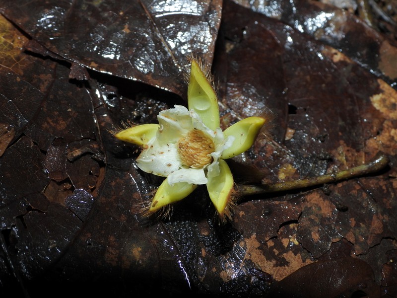 Apeiba albiflora photo 6