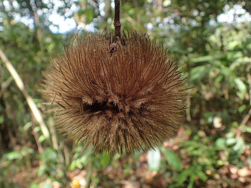 Apeiba albiflora photo 7