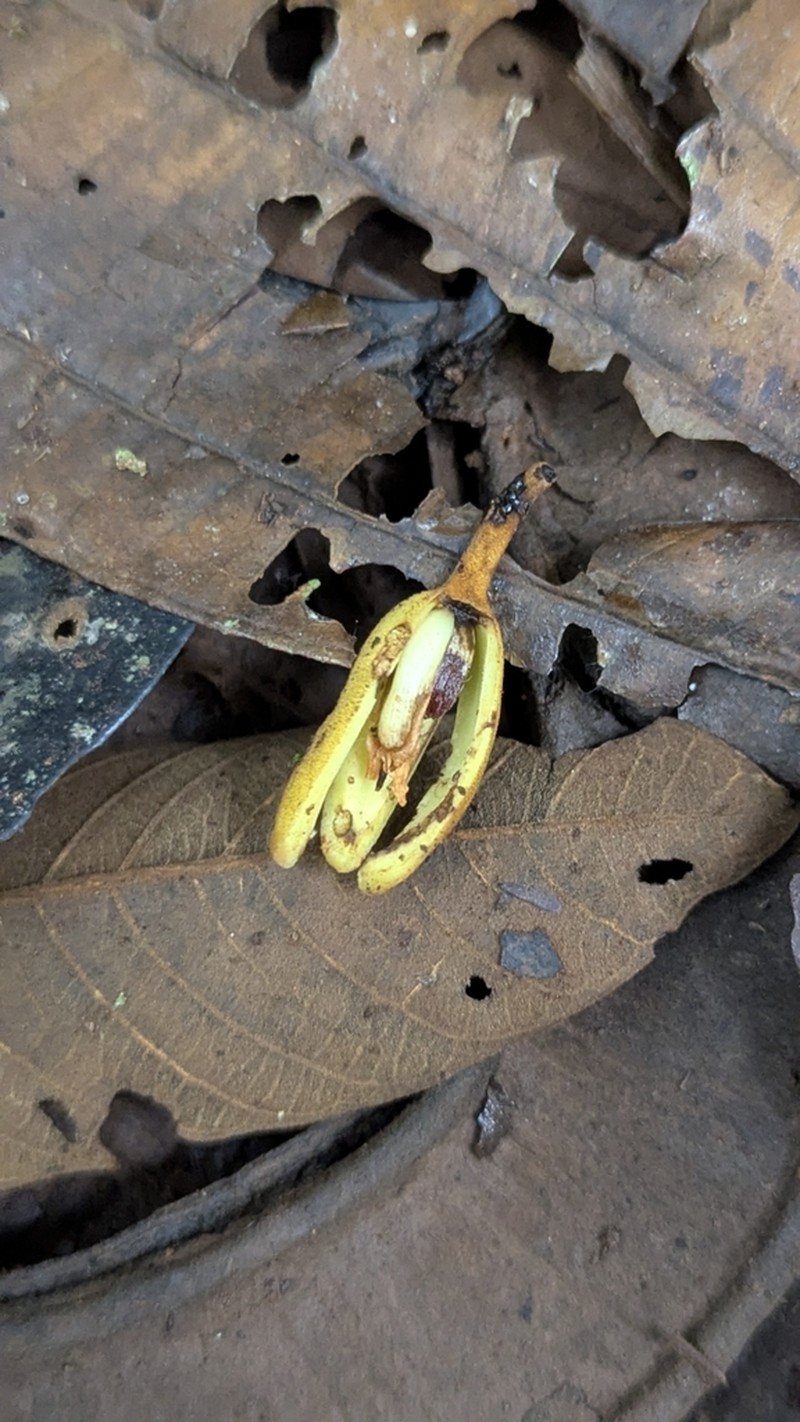 Apeiba glabra