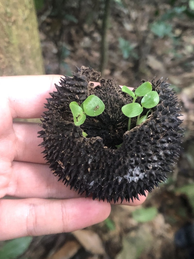 Apeiba glabra photo 2