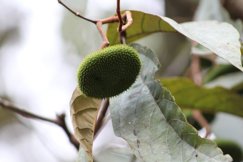 Apeiba glabra photo 3
