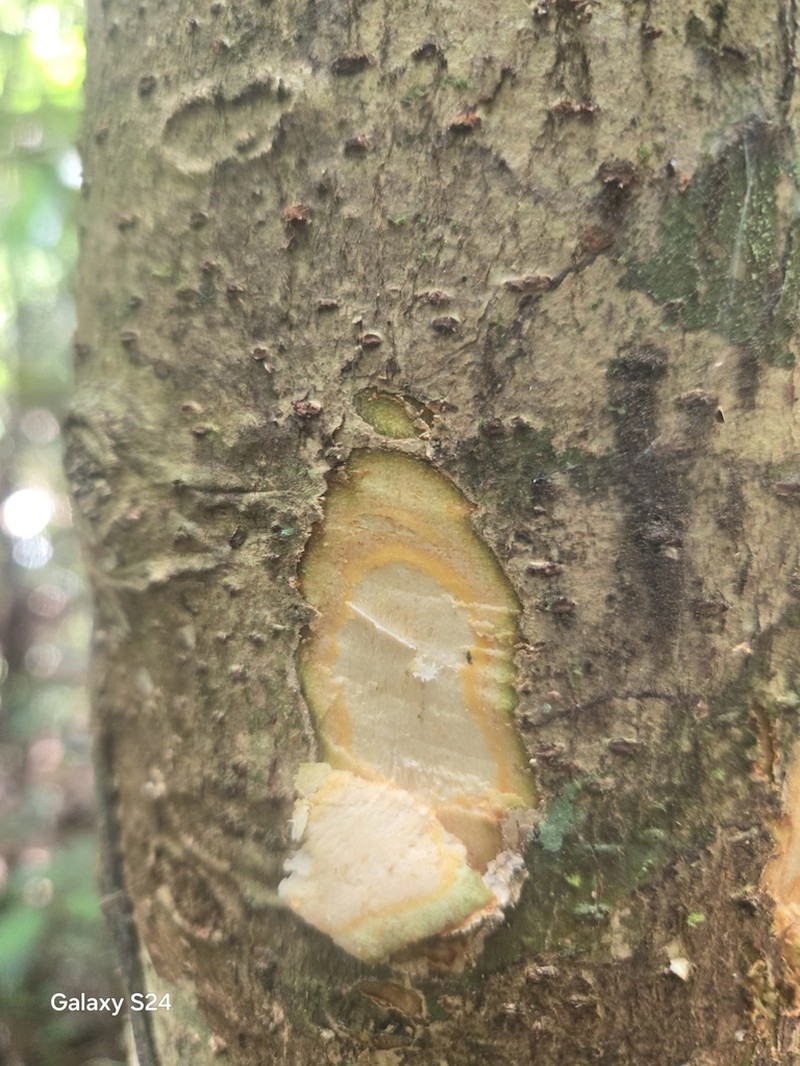 Apeiba glabra photo 4