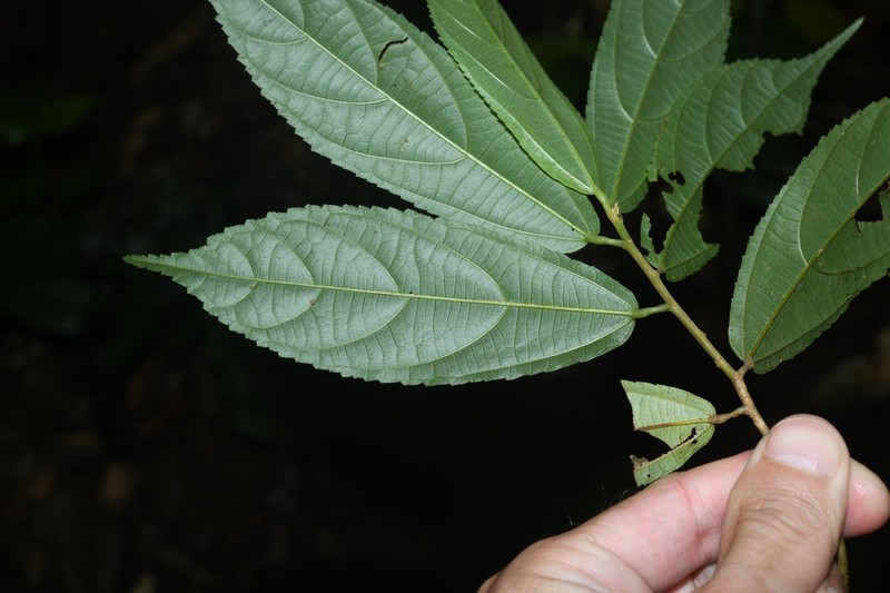 Apeiba glabra photo 6