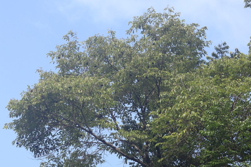 Apeiba glabra photo 7