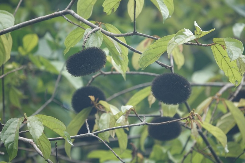 Apeiba glabra photo 8