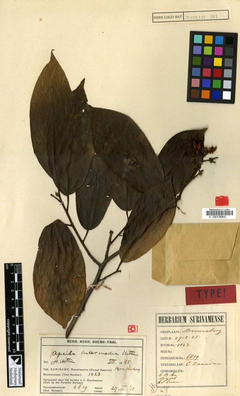 Apeiba intermedia
