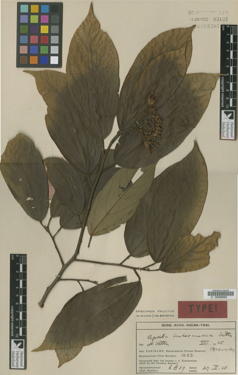Apeiba intermedia photo 2