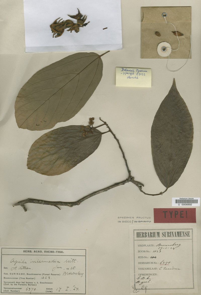 Apeiba intermedia photo 3