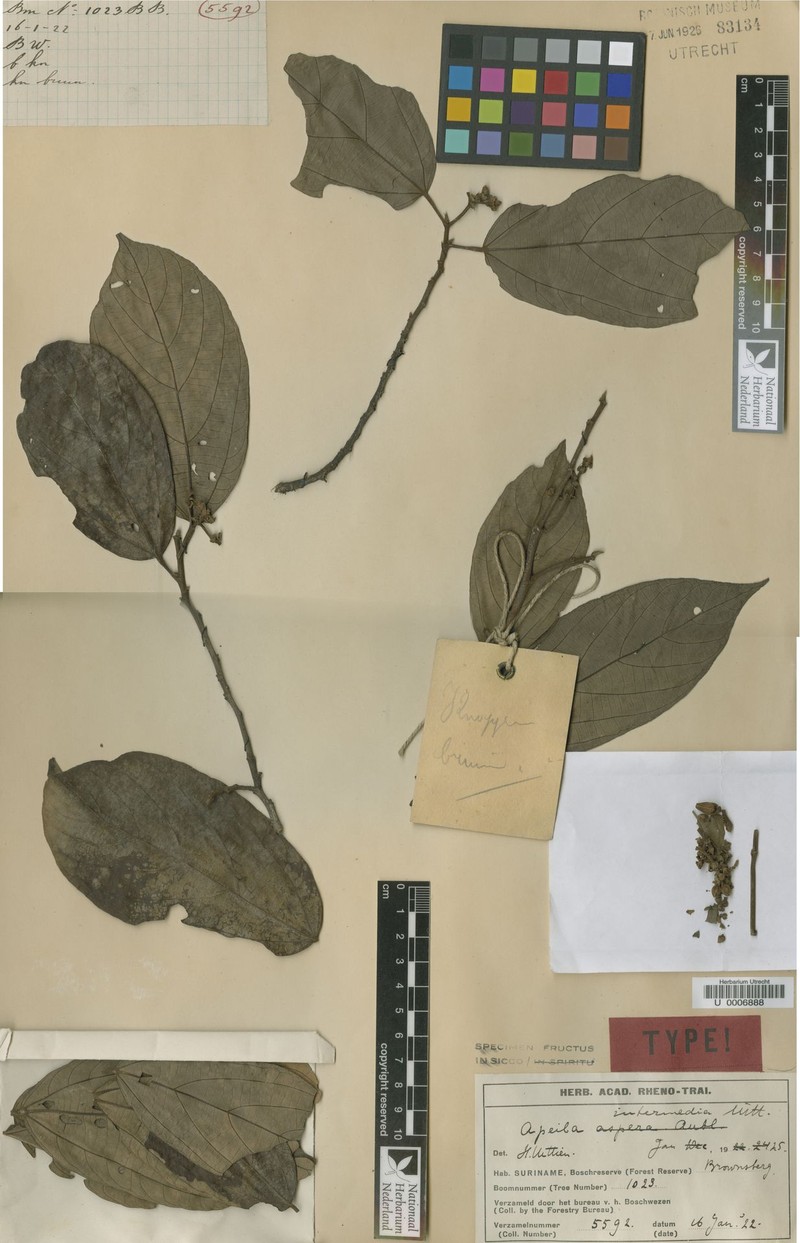 Apeiba intermedia photo 4