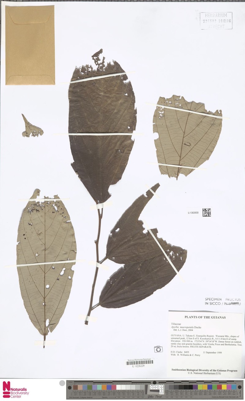 Apeiba macropetala
