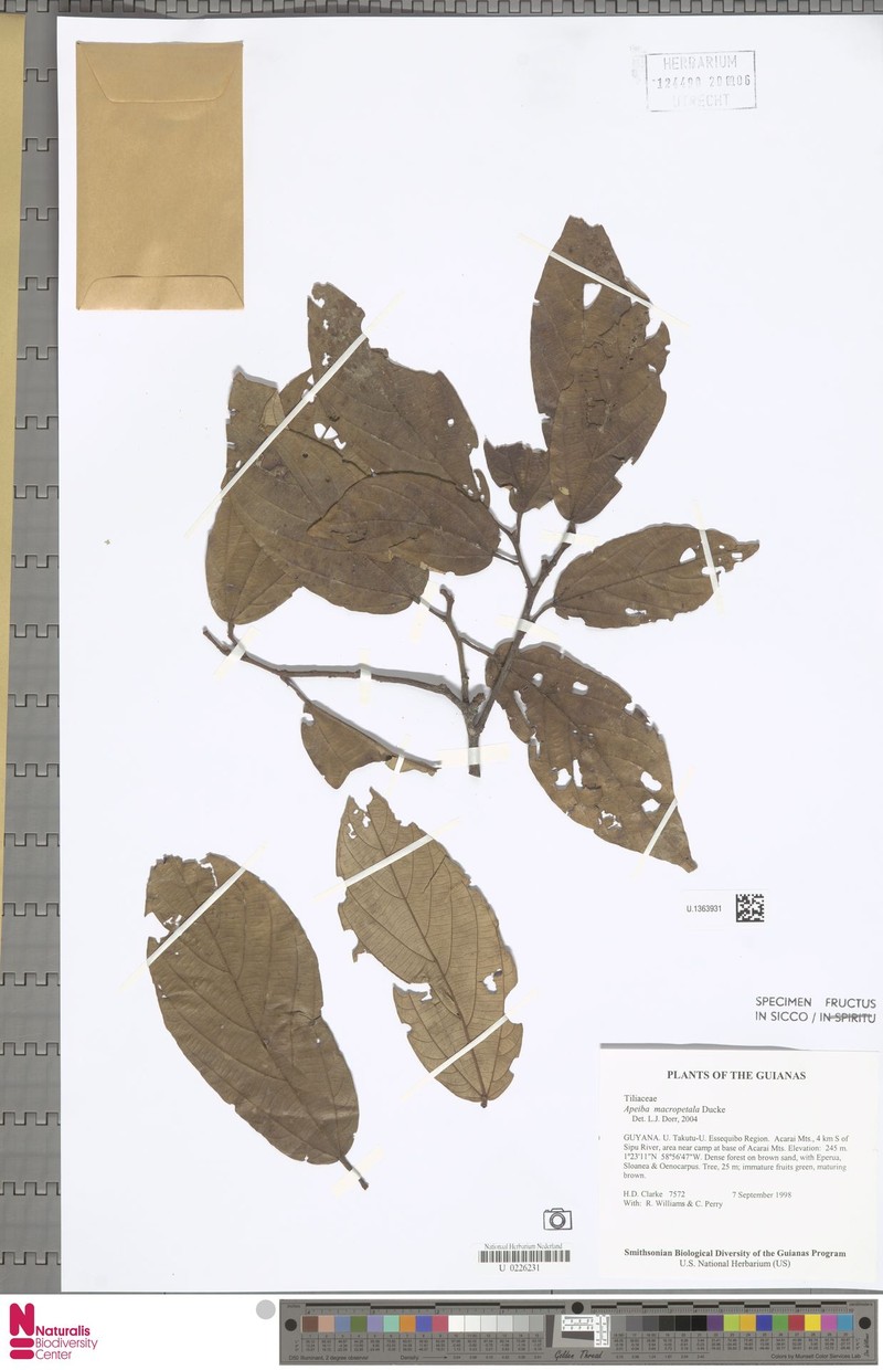 Apeiba macropetala photo 2