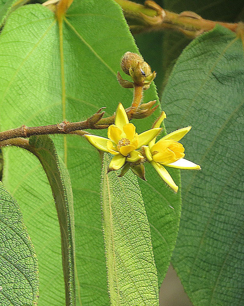 Apeiba membranacea