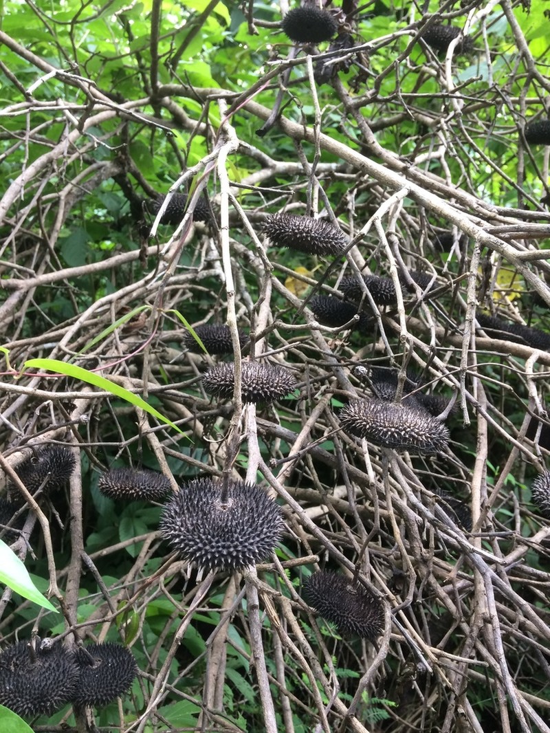 Apeiba membranacea photo 3