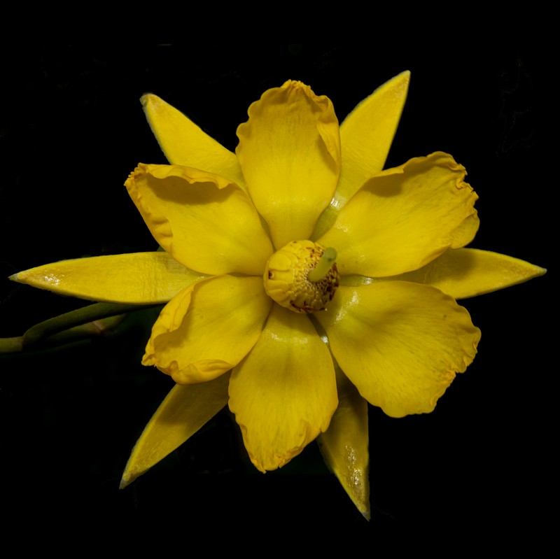 Apeiba membranacea photo 4