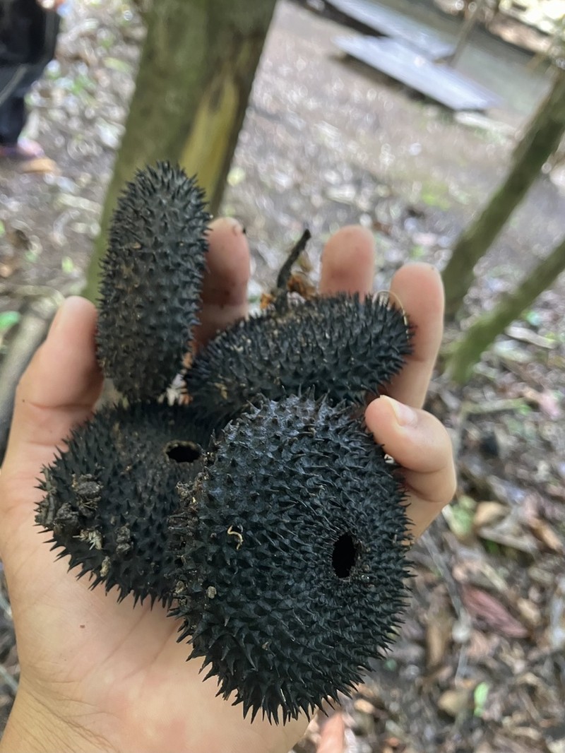 Apeiba membranacea photo 6